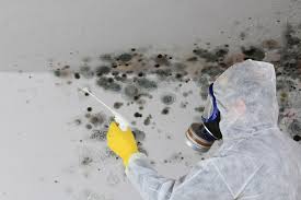 Oglesby, IL Mold Removal Services Company